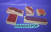 Load image into Gallery viewer, 5 Vicki Schreiner And Great Impressions Rubber Stamp Set Florals Plum Blossom