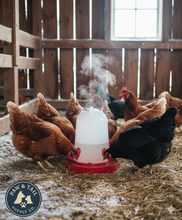 Load image into Gallery viewer, API Heated Chicken or Bird Waterer Heated Poultry Waterer, 3 Gallon
