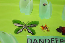 Load image into Gallery viewer, Swarovski Crystal 8 Piece Paradise Butterfly Set With Magnetic Display
