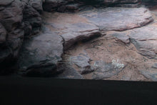 Load image into Gallery viewer, Peter Lik Sacred Sunrise Silver Halide Fuji Crystal Archive Numbered Signed 81
